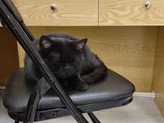 -中农大我爱我爱动物医院·核磁CT·猫病·24小时夜诊中心(石佛营店)