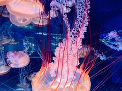 -上海海昌海洋公园