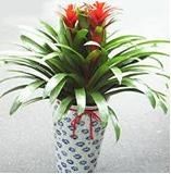 -静岸花卉园艺(三星坊店)