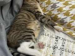 -千城康桥宠物医院·猫科·骨科·心脏
