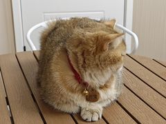 -唐小姐の私宠·宠物洗护美容·撸猫馆·购宠(周浦万达旗舰店)