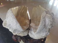 -青岛贝壳博物馆