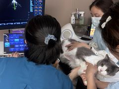-四月宠物医院·猫专科·心脏专科·内科(转塘店)