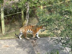 -青藏高原野生动物园