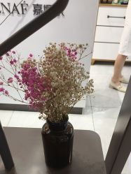 -CAMENAE嘉媚乐