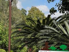 -深圳仙湖植物园