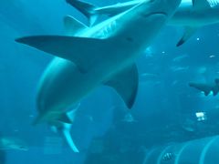 -新加坡海洋生态馆