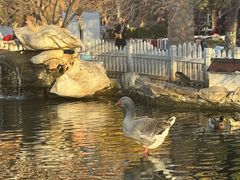 -北京市海淀外国语实验学校