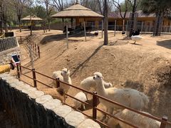 -石家庄市动物园