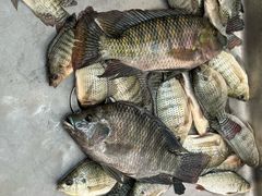 -会江钓鱼钓虾烧烤场