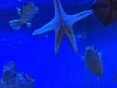 -御唐府海珊瑚主题餐厅
