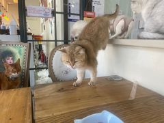 -猫小院猫主题餐厅(南锣旗舰店)