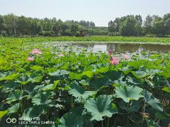 -东郊湿地公园