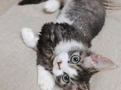 -Bastet sally猫舍购宠(静安店)