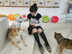 -柴务处·柴犬主题狗咖