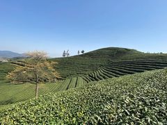-龙坞茶村