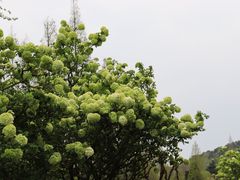 -苏州上方山国家森林公园