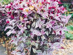 -国生茶庄·地道农家菜团建活动