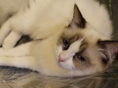 -猫色咖啡·猫咖