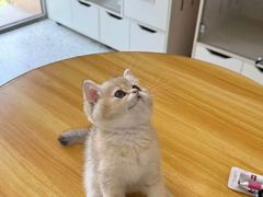 -柚子猫舍·精品猫舍购猫·猫咪认养·购宠·宠物店