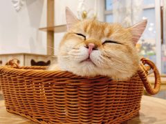 -共舞时光猫咖·狗咖(新街口店)