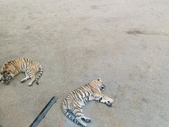 -大连森林动物园