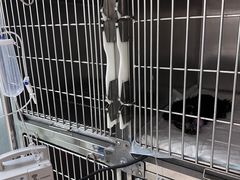 -天时宠物医院24小时疑难病例会诊中心(顾乡大街总院)