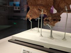 -北京周口店北京人遗址博物馆