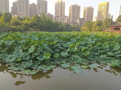 -龙头寺公园