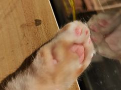 -平行世界·猫咖(首经贸店)