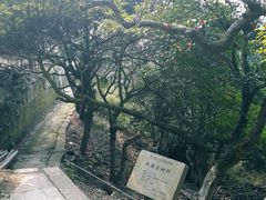 -普陀山慧济禅寺