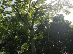 -上海佘山国家森林公园天马山园