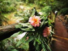 -中国大熊猫保护研究中心雅安碧峰峡基地