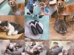 -藦茜花园宠物主题亲子互动体验馆(国顺东路店)