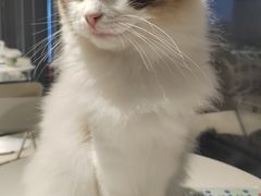 -怪兽屋·羊驼·猫咖·狗咖(俊华广场店)