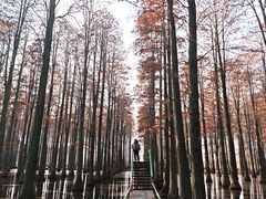 -渌洋湖湿地公园