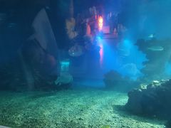 -海棠湾洲际-涛·海底餐厅·美人鱼·自助餐·海底隧道
