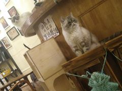 -猫色咖啡·猫咖