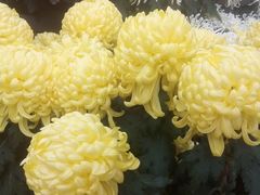 -祥源·阜阳生态乐园