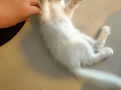 -平行世界·猫咖(首经贸店)
