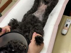 -瑞派康怡24h宠物医院·犬猫医疗中心·微创绝育(瑞景分院)