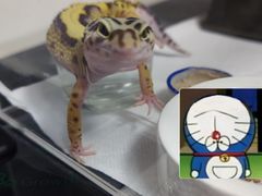 -酷以爬仙阁实体爬宠店·守宫·蜥蜴·专业繁育