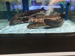 -阿伟海鲜楼·福建菜(延寿店)