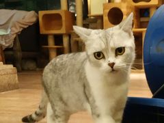 -more than meow吴止猫主题餐厅(承德 中船汇店)