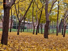 -森林公园(尖草坪区)