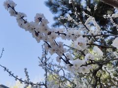 -海棠花溪(元大都城垣遗址公园)