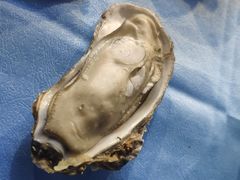 -千岛蚝高压锅生蚝·人参火锅(白云万达店)