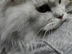 -瑞派宠物医院·24h·骨外科·皮肤科·全科宠物医疗转诊中心(沈阳浑南院)