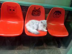 -猫咪博物馆(顶澳仔猫街店)