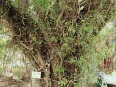 -呀路古热带植物园